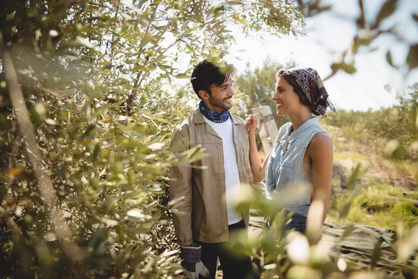 Coppia tra gli alberi nella giornata di sole nell'azienda agricola olivicola — Foto Stock