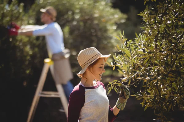 Femme cueillant des olives avec l'homme — Photo