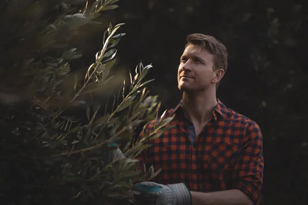 Человек, стоящий у оливкового дерева на ферме — стоковое фото