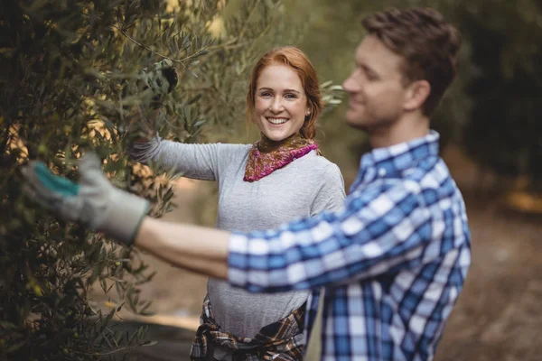 Frau mit Mann beim Olivenpflücken auf Bauernhof — Stockfoto