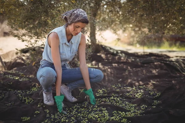 Kobieta, zbieranie oliwek w gospodarstwie — Zdjęcie stockowe