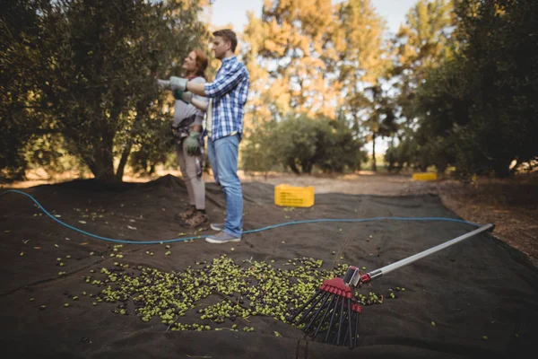 Homme et femme debout près des olives et râteau — Photo