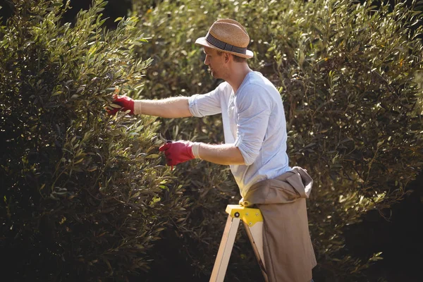 Homme utilisant l'échelle pour cueillir des olives à la ferme — Photo