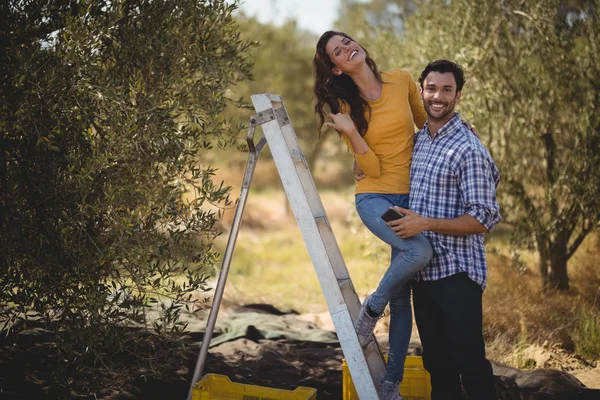 Pareja con escalera en la granja de olivos — Foto de Stock
