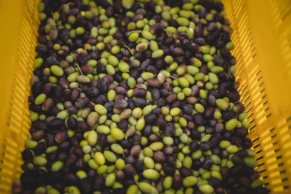 Gröna och svarta oliver i lådan på gård — Stockfoto