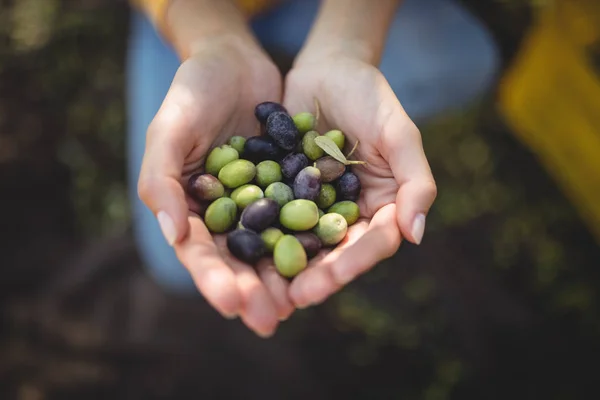 Woman holding olives while crouching at farm — Stock Photo, Image