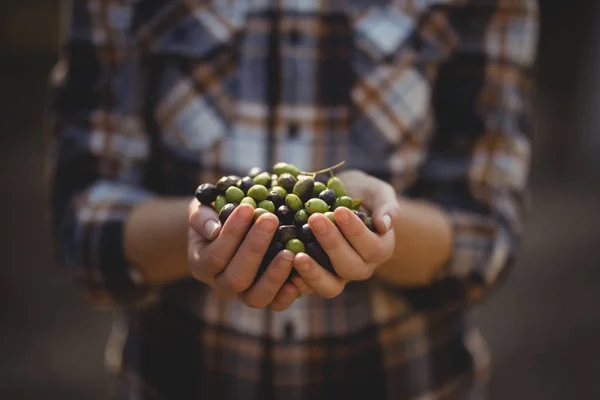 Female holding olives at farm — Stock Photo, Image