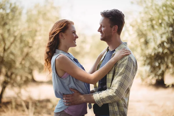 Пара смотрит друг на друга на оливковой ферме — стоковое фото
