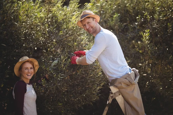 Man plucking olives with woman at farm — Stock Photo, Image