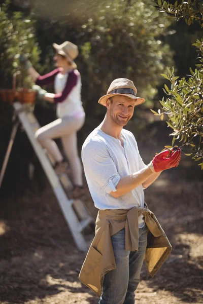 Homme cueillette olives avec femme — Photo