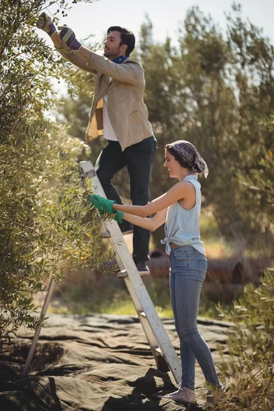 Pareja joven arrancando aceitunas en la granja — Foto de Stock