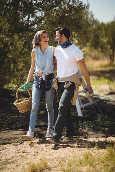 Joven pareja caminando en olivar granja —  Fotos de Stock