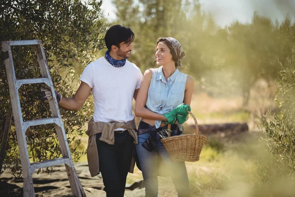 Ehepaar steht auf Olivenbauernhof an Leiter — Stockfoto