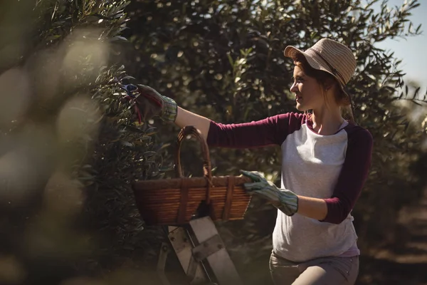 Femme avec panier en osier cueillette d'olives à la ferme — Photo