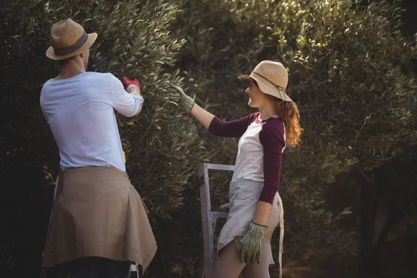 Couple plucking olives at farm — Stock Photo, Image