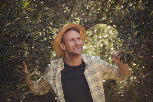 Чоловік стоїть серед дерев на оливковій фермі — стокове фото
