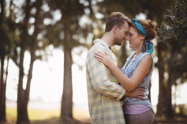 couple embracing at olive farm on sunny day clipart