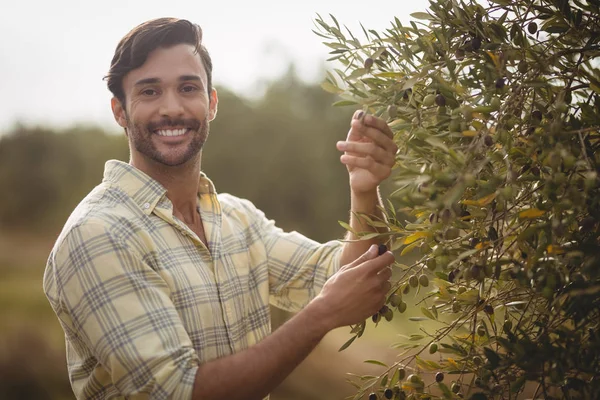 Jeune homme cueillant des olives à la ferme — Photo