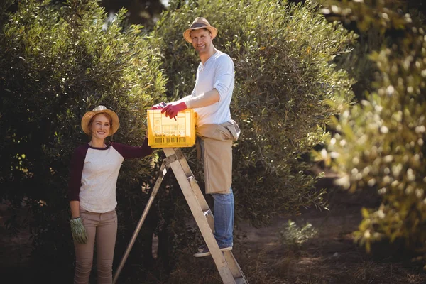 Couple avec caisse et échelle cueillette des olives — Photo