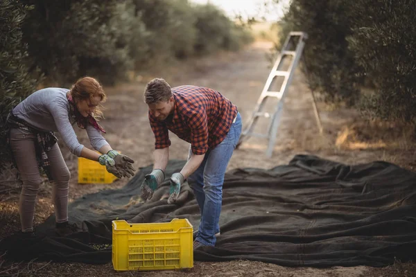 Pria dan wanita bekerja di perkebunan zaitun — Stok Foto