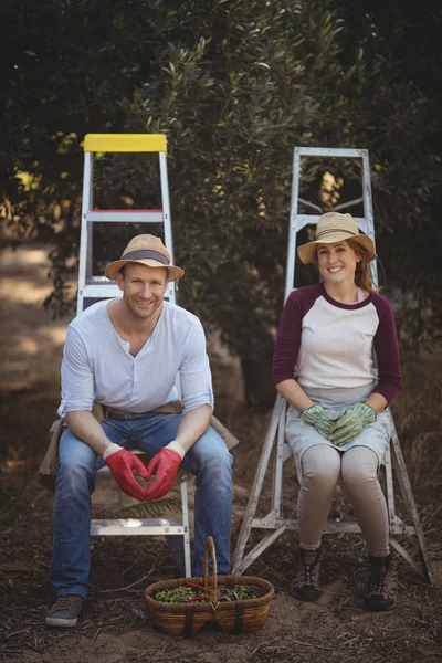 Paar sitzt auf Leiter in Olivenbauernhof — Stockfoto