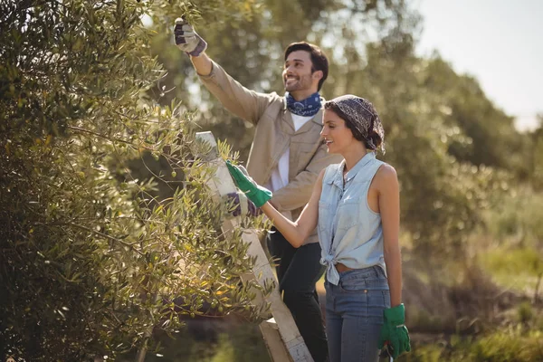 Junges Paar pflückt Oliven auf Bauernhof — Stockfoto