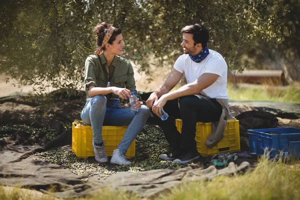 Para rozmawiać siedząc przy oliwnymi gospodarstwa — Zdjęcie stockowe