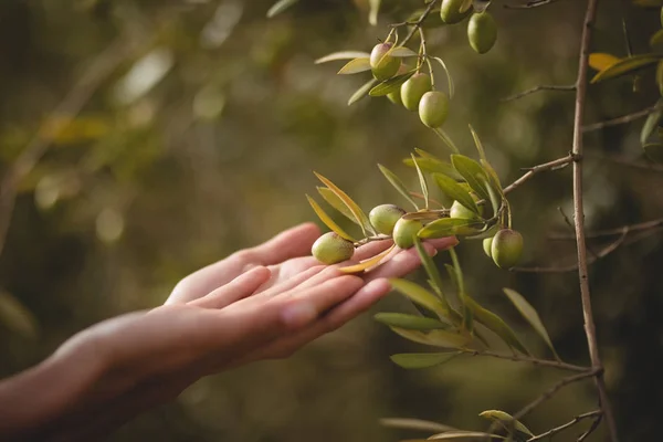 Hands of woman touching olive tree — Stock Photo, Image