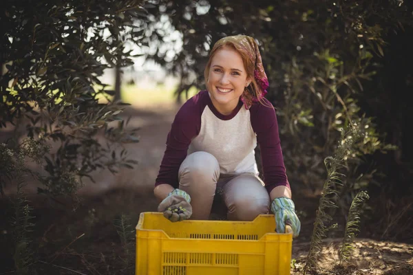 Fröhliche junge Frau sammelt Oliven — Stockfoto