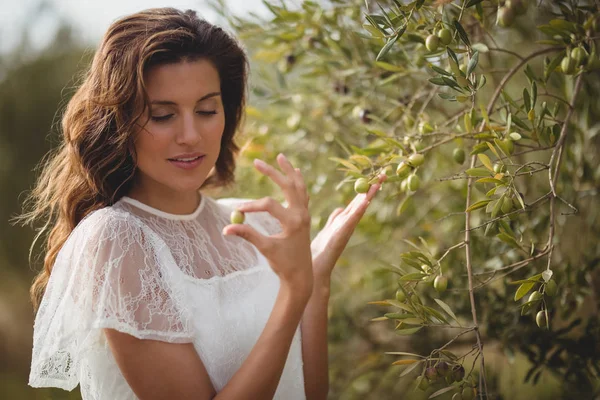 Mujer sosteniendo olivo por árbol en la granja —  Fotos de Stock