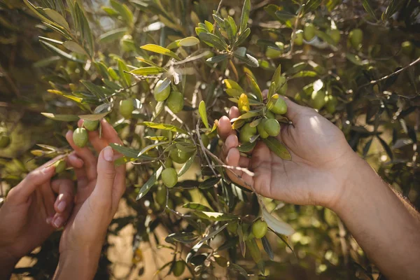 Hands of couple holding olive tree at farm — Stock Photo, Image