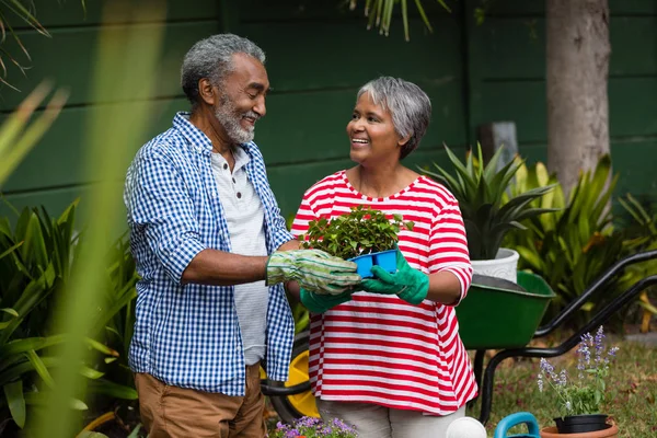 Anziano coppia holding impianto in cortile — Foto Stock