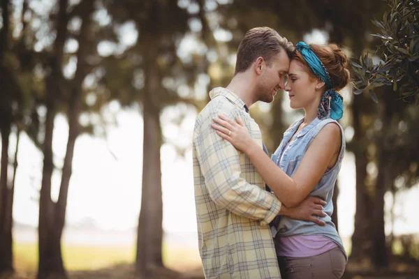 Couple embrassant à la ferme oléicole par une journée ensoleillée — Photo