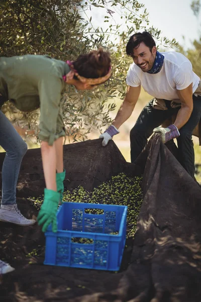 Kobieta pomaga człowiek zbierając oliwki — Zdjęcie stockowe