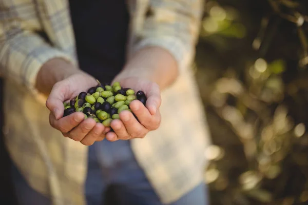 Man holding olives at farm — Stock Photo, Image