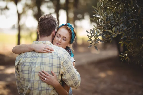 Paar umarmt sich bei Olivenbaum auf Bauernhof — Stockfoto