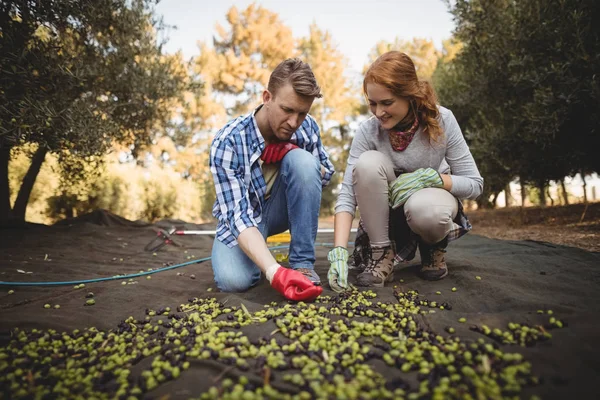 Muž a žena pracující v olivové farmy — Stock fotografie