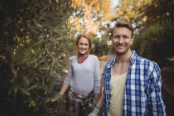 Пара, стоящая у оливковых деревьев на ферме — стоковое фото