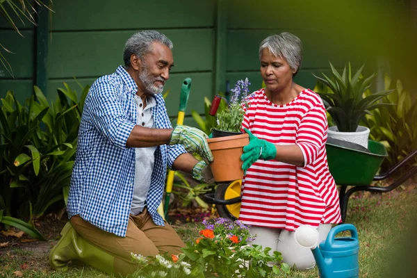 Senior coppia piantare insieme in cortile — Foto Stock