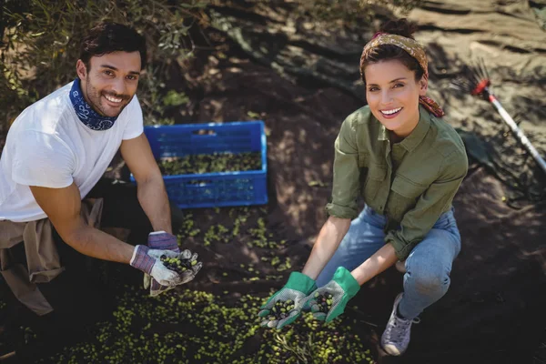 Coppia che raccoglie olive in azienda — Foto Stock