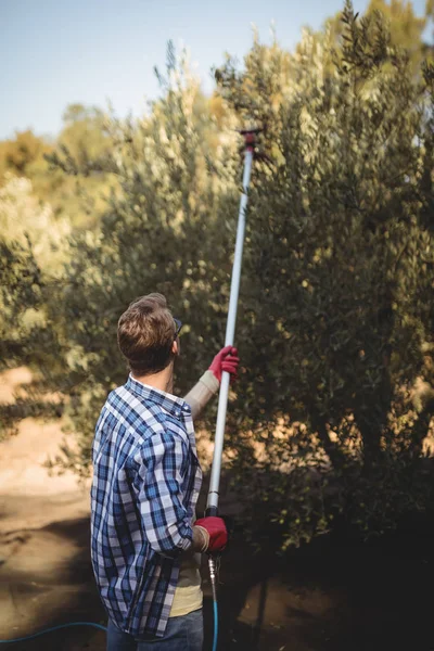 Hombre que utiliza rastrillo de oliva en la granja — Foto de Stock