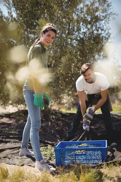 男人和女人收集农场橄榄 — 图库照片