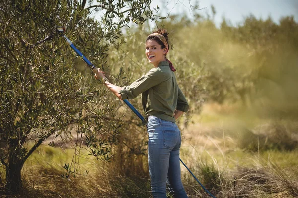 Žena používající oliv hrábě na farmě — Stock fotografie