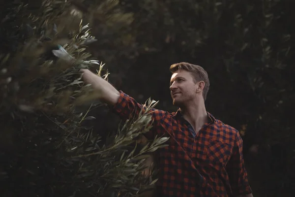 Чоловік вириває оливки на фермі — стокове фото