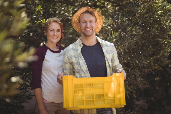 Man bedrijf krat met vrouw op olijven boerderij — Stockfoto