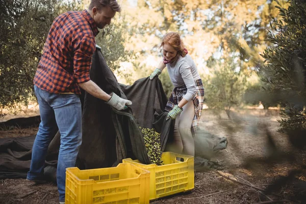 Couple ramassant des olives dans des caisses à la ferme — Photo