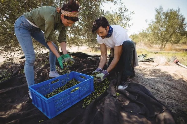 Pasangan mengumpulkan zaitun di peternakan — Stok Foto
