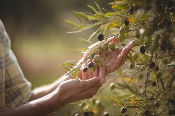 Человек трогает оливки, растущие на ферме — стоковое фото