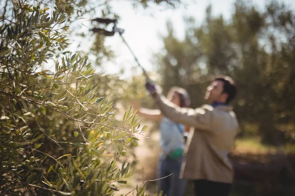 Couple avec équipement cueillette des olives à la ferme — Photo