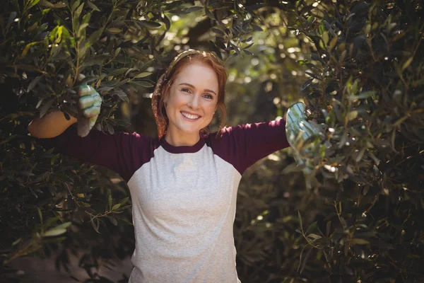 Frau steht auf Bauernhof inmitten von Olivenbäumen — Stockfoto